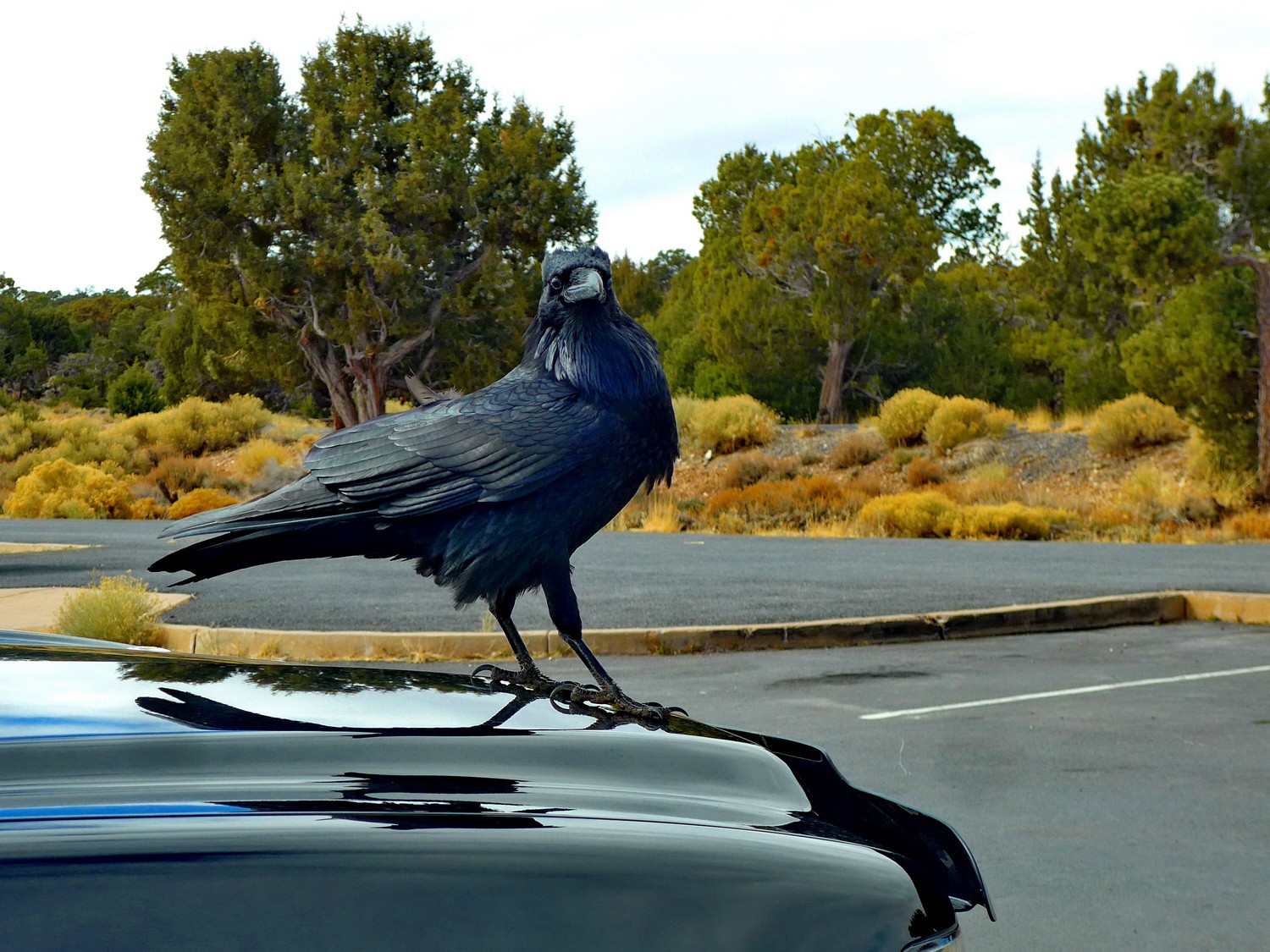 Raven on the parking lot of the Desert View Visitor Center